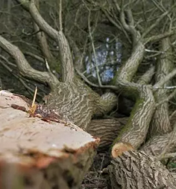 Posek in spravilo lesa gorenjska