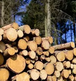 Posek in spravilo lesa gorenjska