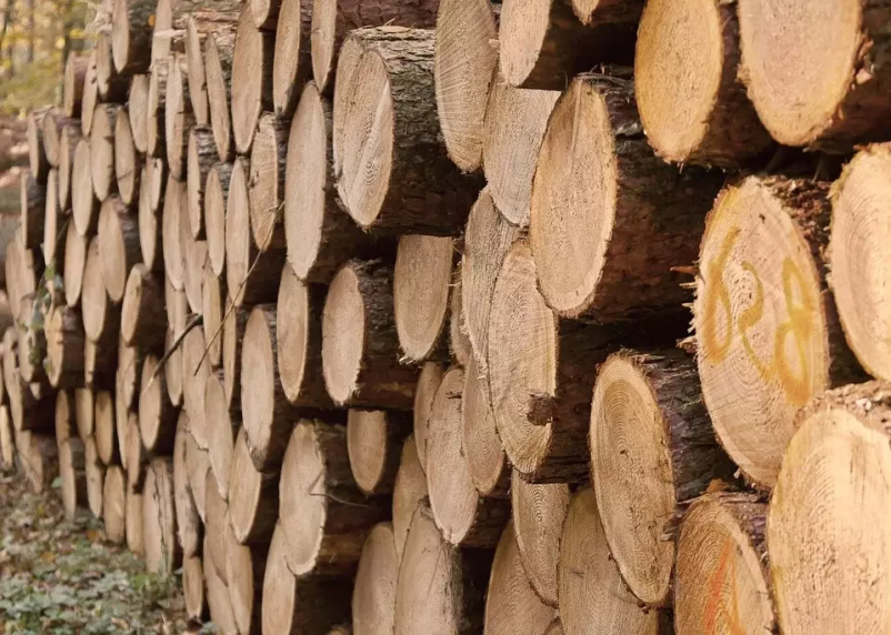 Zaupajte nam posek in spravilo lesa v Osrednji Sloveniji
