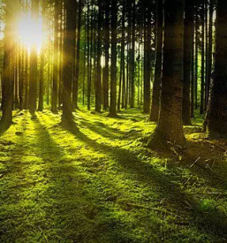 Posek in spravilo lesa primorska