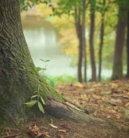 Posek in spravilo lesa primorska