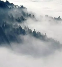 Posek in spravilo lesa primorska