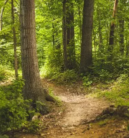 Posek in spravilo lesa primorska