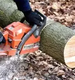 Posek spravilo in odkup lesa slovenija