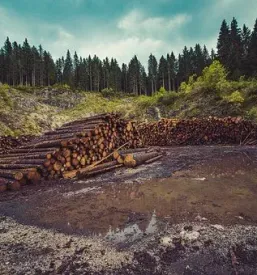 Posek spravilo in odkup lesa slovenija