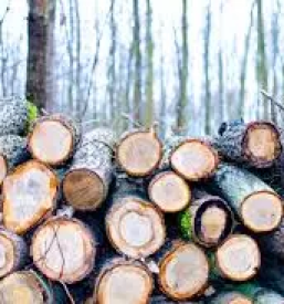 Posek spravilo in odkup lesa slovenija
