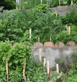 Predavanja s podrocja zeliscarstva slovenija