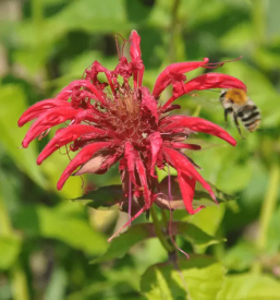 Predavanja s podrocja zeliscarstva slovenija