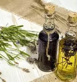 Predavanja s podrocja zeliscarstva slovenija