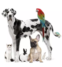 Ambulanta za živali Murska Sobota