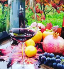 Premium wines montinjan istria