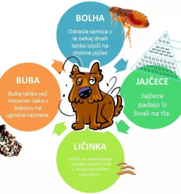 Preventivna cepljenja živali Goriška, Slovenija