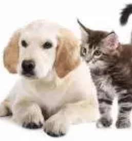 Preventivna cepljenja živali Vipava, Slovenija