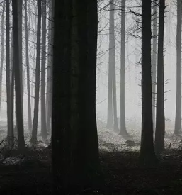 Prevozi lesa cerklje na gorenjskem