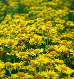 Pridelovanje cvetja savinjska