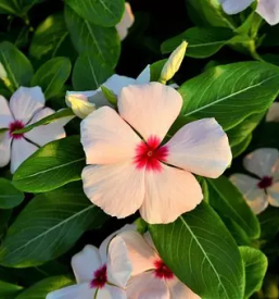 Pridelovanje cvetja savinjska