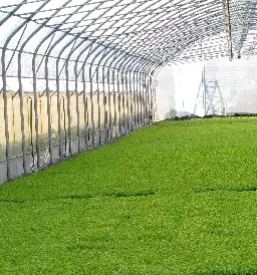 Pridelovanje sadik gorenjska