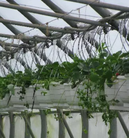 Pridelovanje sadik gorenjska