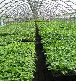 Pridelovanje sadik gorenjska