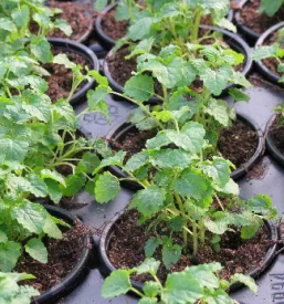 Pridelovanje sadik gorenjska