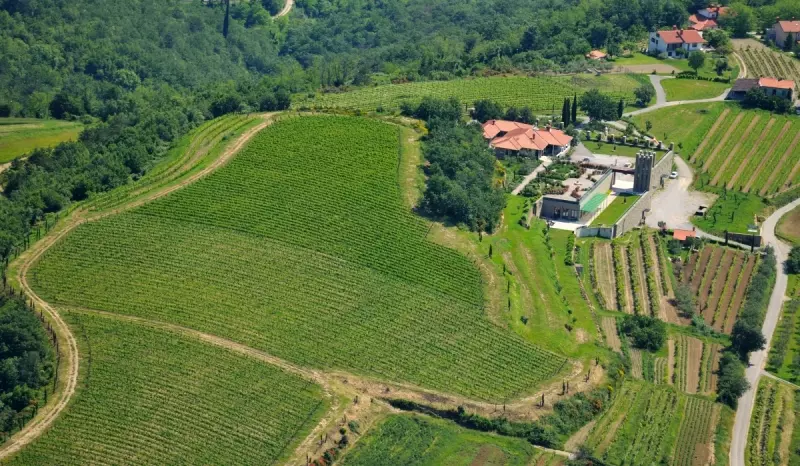 Najboljša arhivska vina na Primorskem