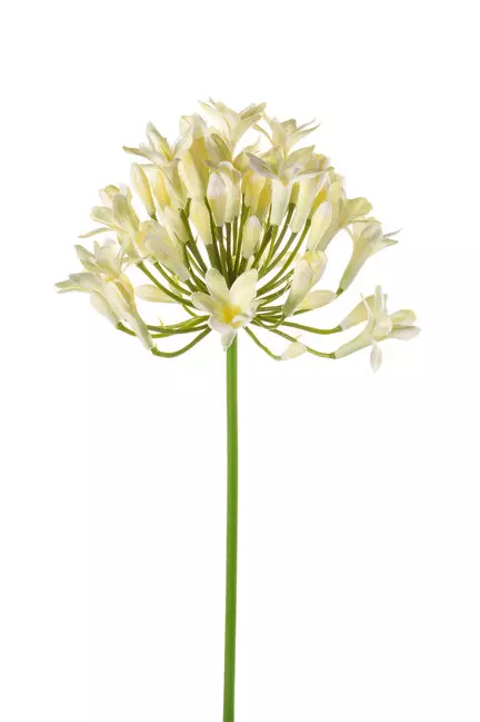 Prodaja cvetja Ljubljana, Osrednja Slovenija 