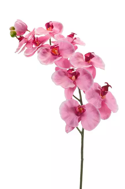 Ugodna prodaja cvetja v Ljubljani, Osrednji Sloveniji in širše 