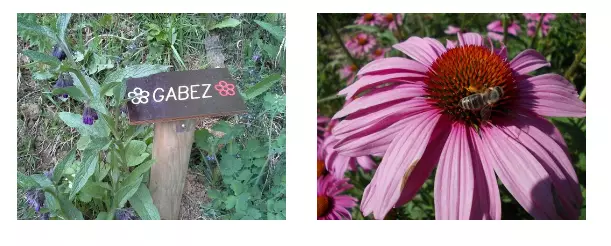 Prodaja domačega čaja Savinjska