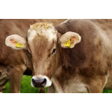 TRGOVINA Z ŽIVIMI ŽIVALMI, MARJAN POLAJŽER, S.P.