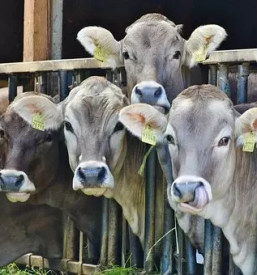 Prodaja goveda savinjska stajerska