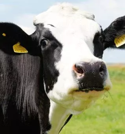 Prodaja goveda savinjska stajerska