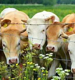 Prodaja goveda savinjska stajerska