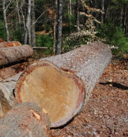 Prodaja hlodovine Slovenija