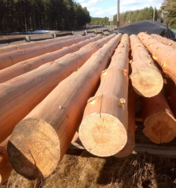 Prodaja hlodovine slovenija