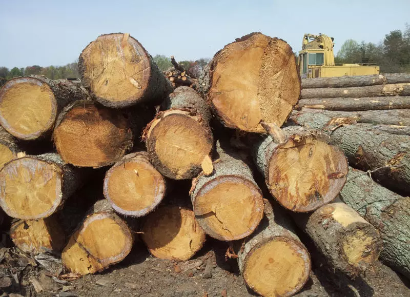Prodaja hlodovine v Sloveniji 