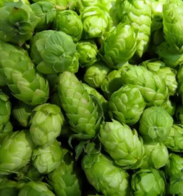 Dobava hmelja Slovenija