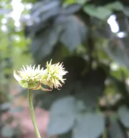 Prodaja hmelja za čaj Slovenija