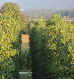 Prodaja hmelja za dekoracijo Slovenija