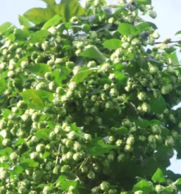 Prodaja svežega hmelja Slovenija