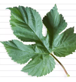 Dostava hmelja Slovenija