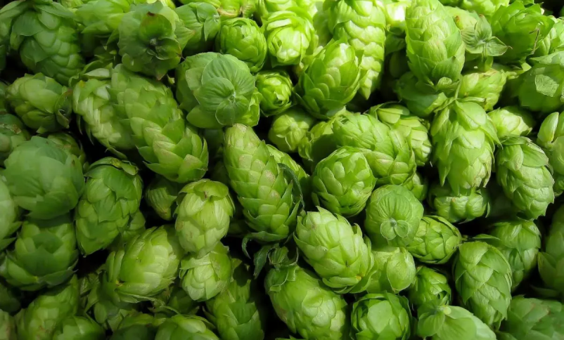 Prodaja hmelja Slovenija in tujina