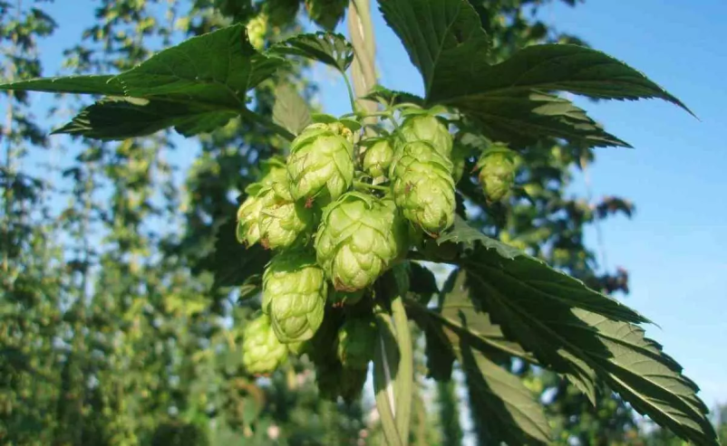 Hmelj prodajamo že 10 let po celem svetu