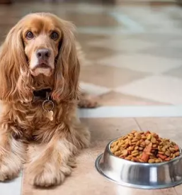 Prodaja hrane za macke in pse ravne na koroskem