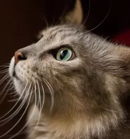 Prodaja hrane za macke in pse ravne na koroskem