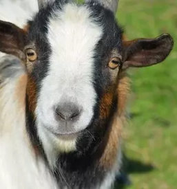 Prodaja kozjega mleka in sira gorenjska