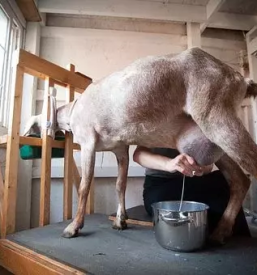 Prodaja kozjega mleka in sira gorenjska