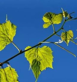 Ugodno trsničarstvo Maribor, okolica