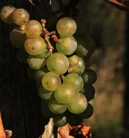 Ugodno trsničarstvo Maribor