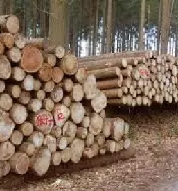 Prodaja lesa ljubljana