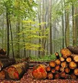 Prodaja lesa ljubljana